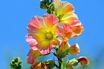 Pink and yellow hollyhock flowers against blue sky