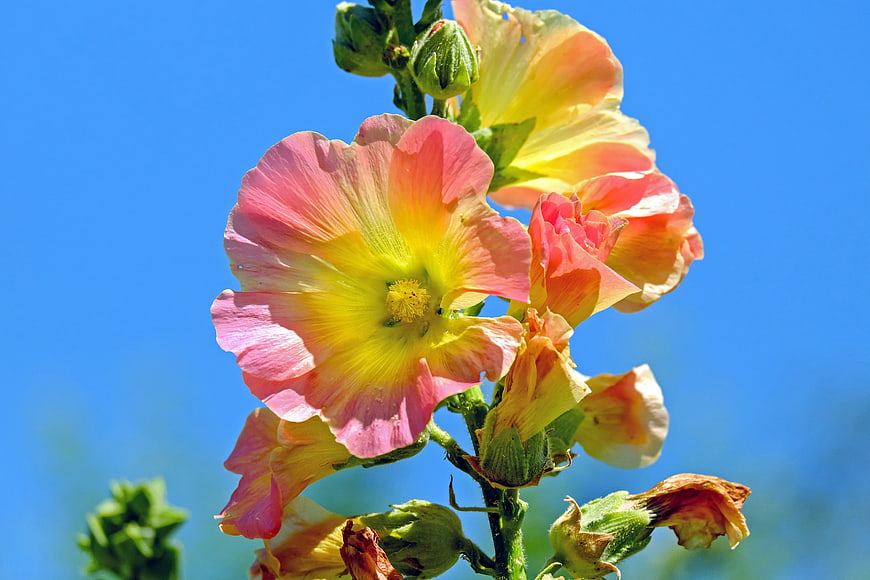 Pink and yellow hollyhock flowers against blue sky