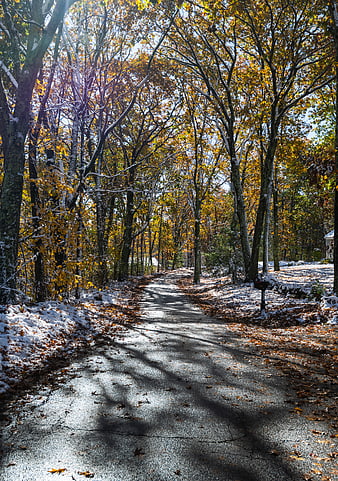Sunlit Country Road with Snow and Autumn Leaves