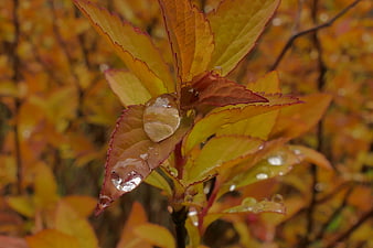 Close-up of autumn leaves with large water droplets