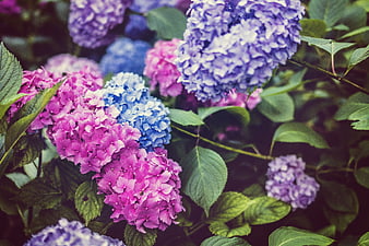 Vibrant Pink, Blue, and Purple Hydrangea Flowers in Bloom