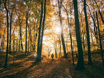 Lone Hiker Walking Through Golden Autumn Forest Sunlight