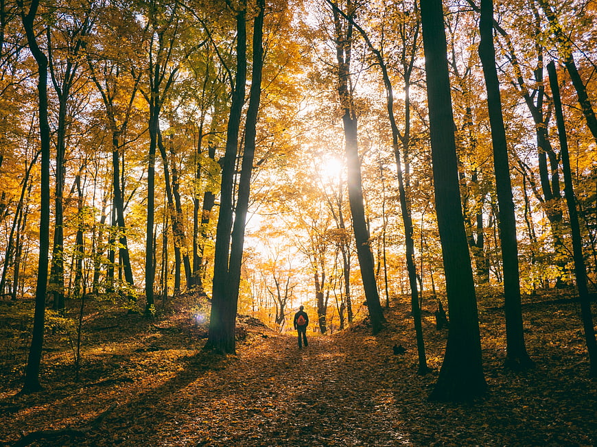 Lone Hiker Walking Through Golden Autumn Forest Sunlight