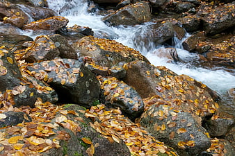 Autumn stream flowing over rocks with fallen leaves