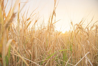 Golden wheat field close-up with sunlight and blurred background