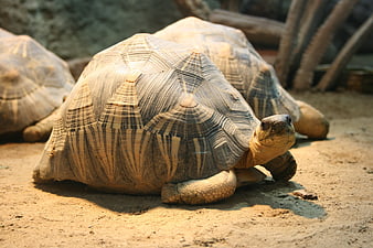 Close-up of African Spurred Tortoise on Sandy Ground