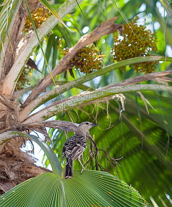 Spotted Figbird perched on palm tree leaf