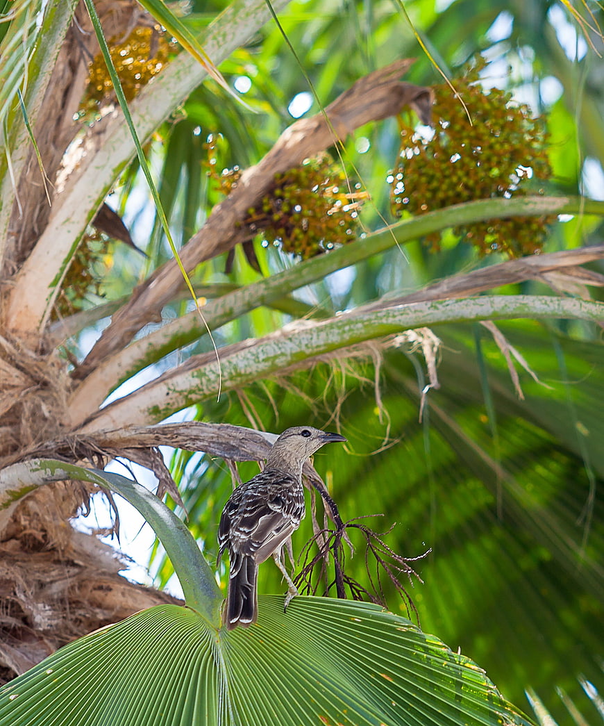 Spotted Figbird perched on palm tree leaf