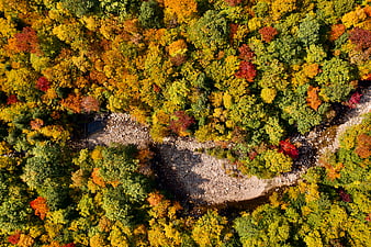 Aerial View of Colorful Autumn Forest with Winding River