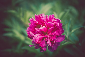 Vibrant Pink Peony Flower Close-Up with Blurred Green Background