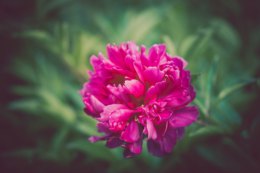 Vibrant Pink Peony Flower Close-Up with Blurred Green Background