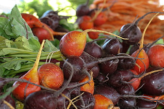 Fresh Harvest of Golden and Purple Radishes with Green Leaves
