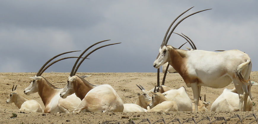 Scimitar-horned Oryx Herd Resting in Desert Landscape