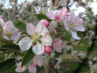 Close-up of pink and white apple blossoms in spring