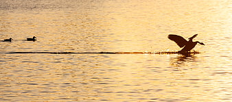 Silhouette of Goose Landing on Golden Lake at Sunset