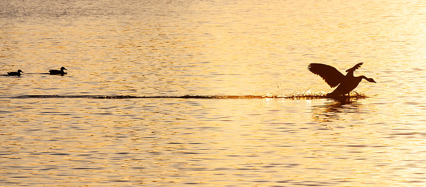 Silhouette of Goose Landing on Golden Lake at Sunset