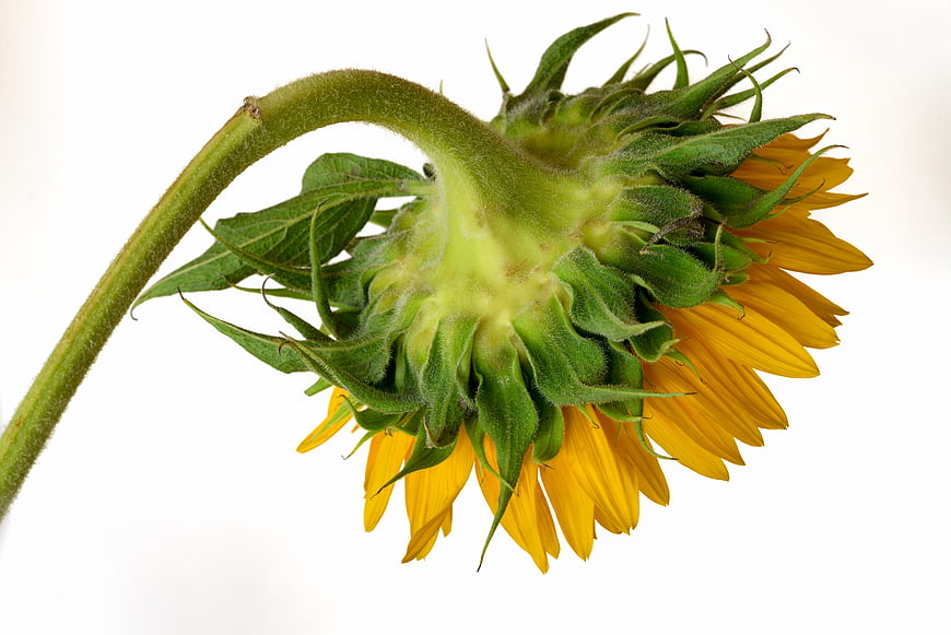 Close-up of Sunflower Back and Stem on White