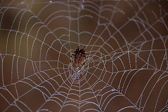 Spider on Dew-Covered Web in Morning Light