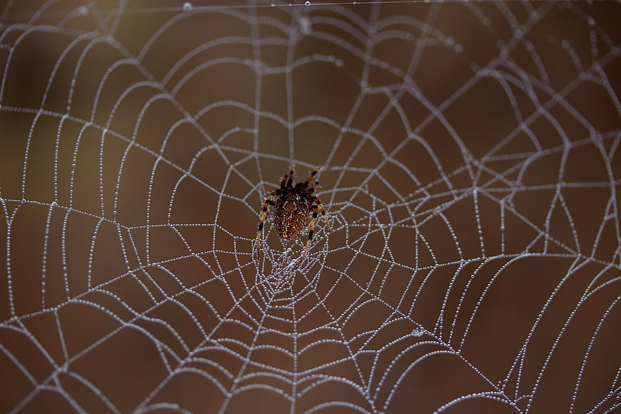 Spider on Dew-Covered Web in Morning Light