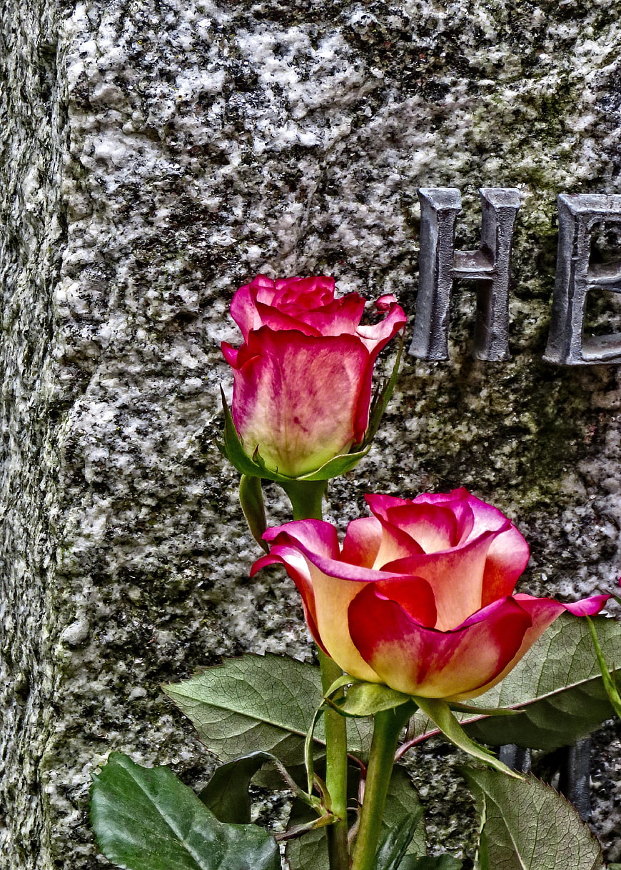 Vibrant pink roses blooming against a weathered stone tombstone