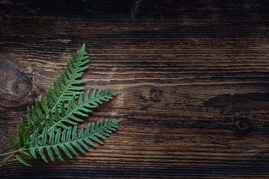 Green Fern Leaf on Dark Rustic Wood Background