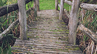 Rustic wooden bridge in a park with reeds