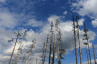 Dead trees silhouetted against blue sky with clouds