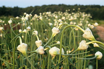 Field of Garlic Scapes with White Buds in Greenery