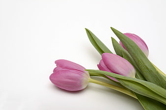 Pink Tulips on White Background with Copyspace