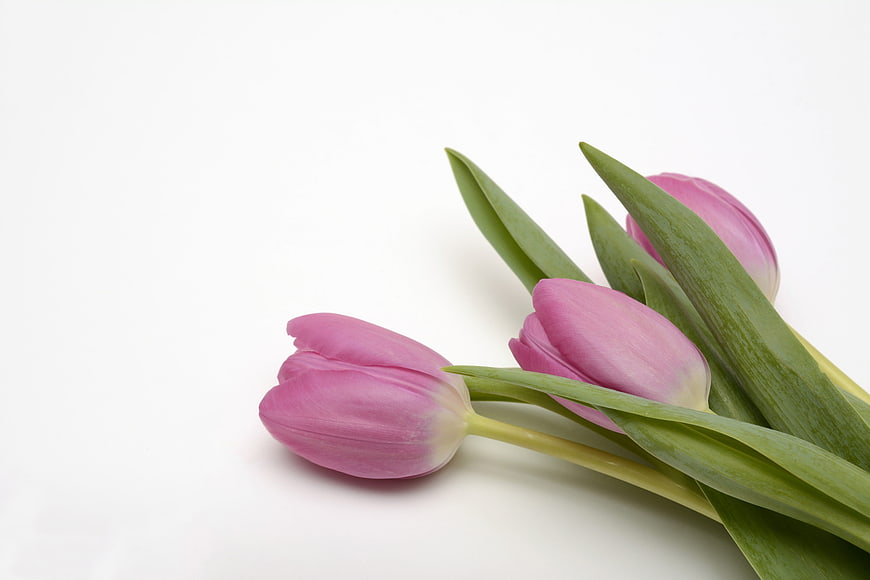 Pink Tulips on White Background with Copyspace