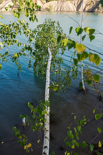 Birch Tree Trunk in Lake Water with Green Leaves