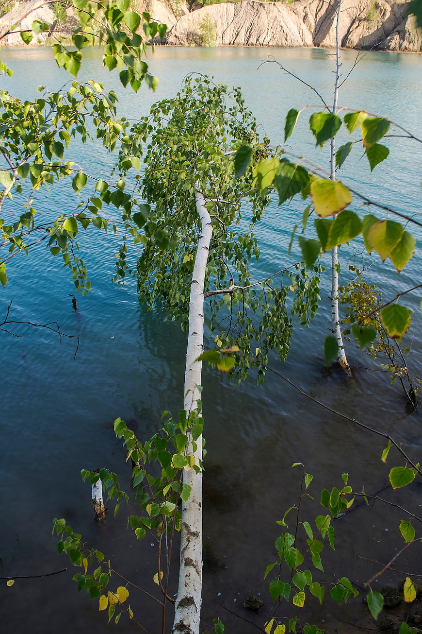 Birch Tree Trunk in Lake Water with Green Leaves