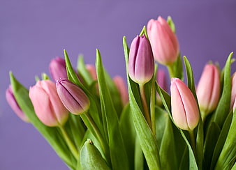 Pink and Purple Tulips on a Soft Lavender Background