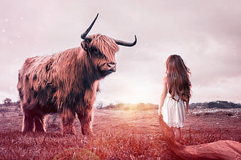 Young Girl Facing Highland Cow in Dreamy Sunset Field