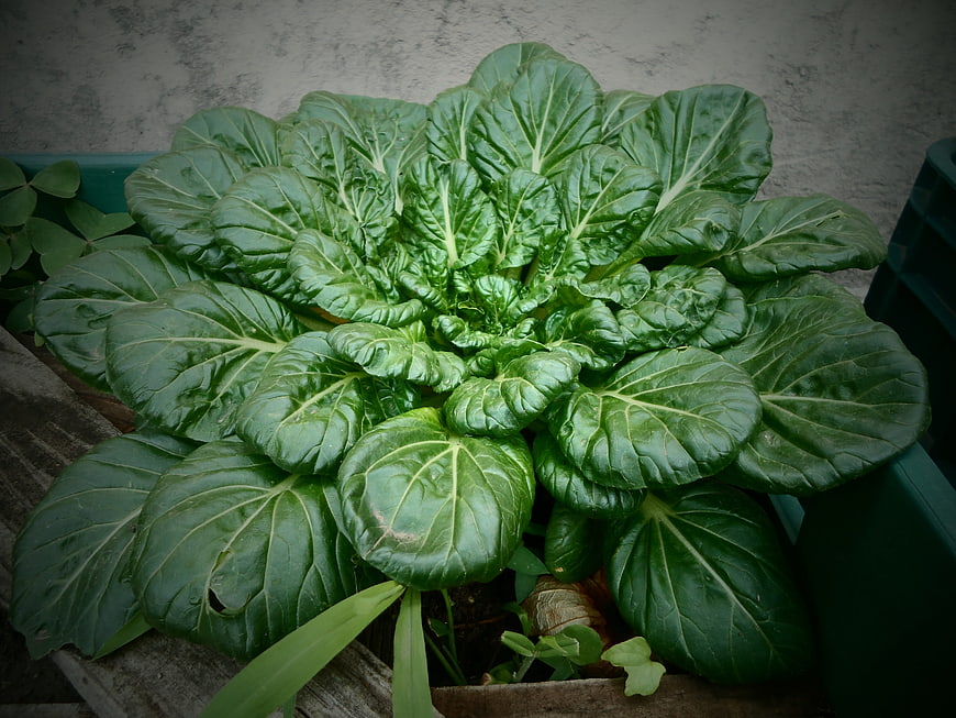 Fresh green bok choy vegetable growing in a planter box