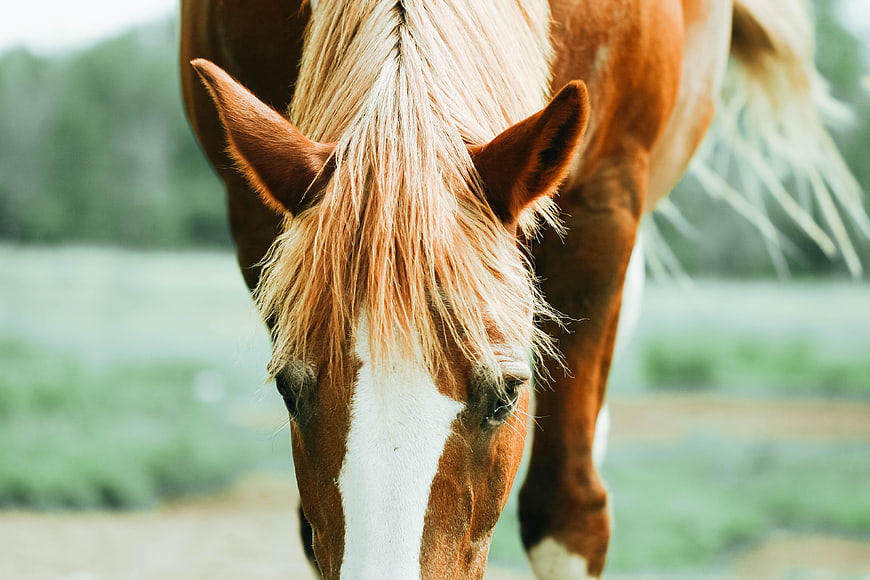 Close-up of a brown and white horse grazing in a field