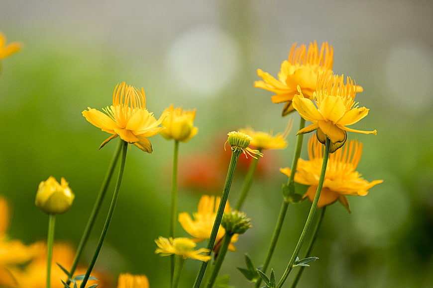 Close-up of bright yellow wildflowers with green bokeh background