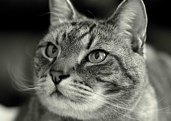 Close-up black and white portrait of a tabby cat