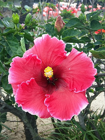 Vibrant Red Hibiscus Flower Close-Up in Garden
