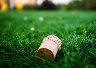 Wine Cork Lying on Green Grass Lawn