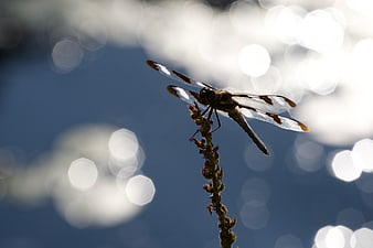 Dragonfly perched on plant stem with bokeh background