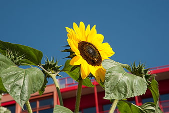 Vibrant Sunflower Bloom Against Blue Sky and Red Building