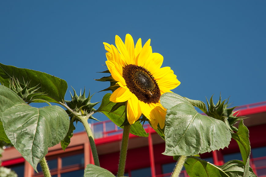 Vibrant Sunflower Bloom Against Blue Sky and Red Building