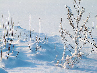 Snow-covered branches in a serene winter landscape