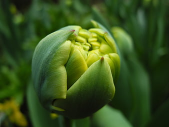 Close-up of a green tulip bud opening in spring garden