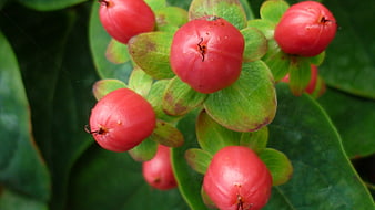 Close-up of red berries on green ornamental plant