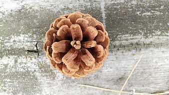 Top View of Brown Pine Cone on Weathered Wood
