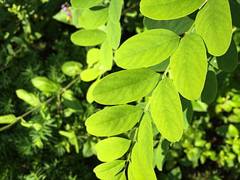 Close-up of vibrant green leaves in sunlight