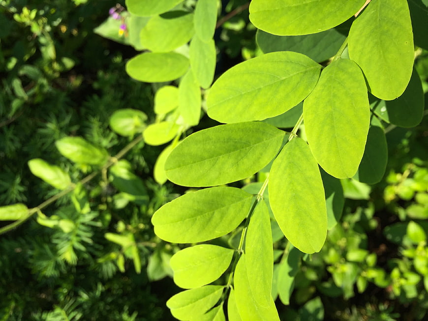 Close-up of vibrant green leaves in sunlight