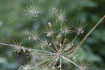 Close-up of dried wildflower seed heads against green background